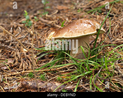 Penny bun, porcino, cep / Boletus edulis / Gemeiner Steinpilz, Fichten-Steinpilz, Herrenpilz, Edelpilz Foto Stock