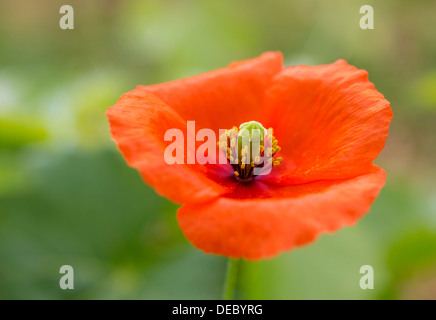 Il papavero o mais Papavero (Papaver rhoeas), fiore, Vila Real District, Portogallo Foto Stock