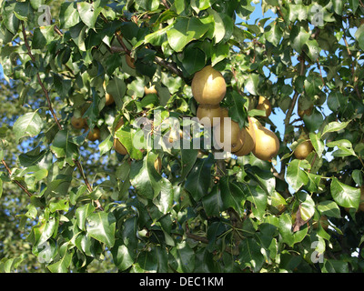 Pere da un albero / Birnen am Baum Foto Stock