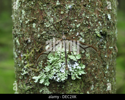 Gru volare in appoggio su un albero nella foresta Foto Stock