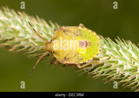 Un fetore Bug (Euschistus sp.) ninfa posatoi sulla vegetazione. Foto Stock
