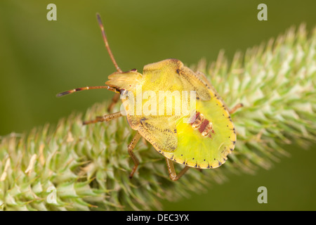 Un fetore Bug (Euschistus sp.) ninfa posatoi sulla vegetazione. Foto Stock