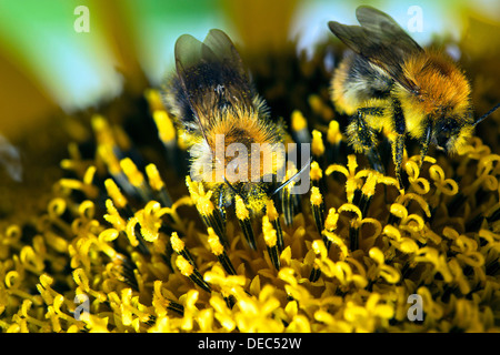 Due bombi (Bombus sp.) nettare di raccolta e di diffusione di polline su un girasole, Berlino, Germania Foto Stock