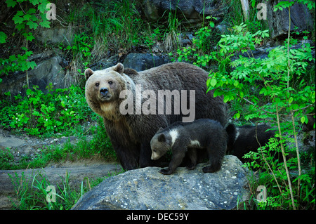 L'orso bruno (Ursus arctos) con i suoi cuccioli, Langenberg Zoo, Adliswil, Cantone di Zurigo, Svizzera Foto Stock