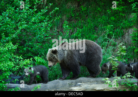 L'orso bruno (Ursus arctos) esplorare con i suoi cuccioli, Langenberg Zoo, Adliswil, Cantone di Zurigo, Svizzera Foto Stock