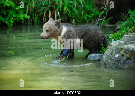 L'orso bruno (Ursus arctos) cub, 4 mesi, camminando attraverso acqua, Langenberg Zoo, Adliswil, Cantone di Zurigo, Svizzera Foto Stock