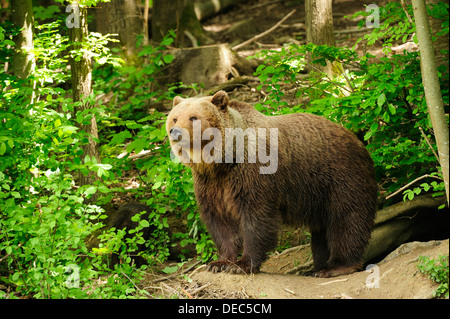 L'orso bruno (Ursus arctos) in piedi nei boschi a fronte dei suoi den, Langenberg Zoo, Adliswil, Cantone di Zurigo, Svizzera Foto Stock