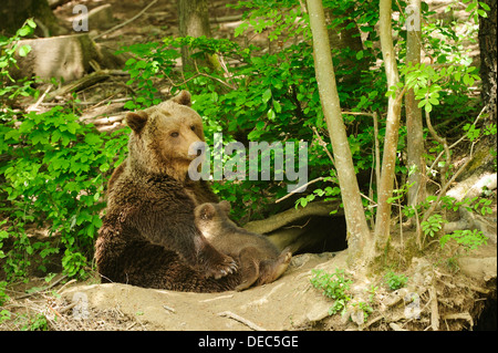 L'orso bruno (Ursus arctos) seduto di fronte al suo den nella foresta e lattanti suo quattro-mese-Old Bear Cub Langenberg Zoo Foto Stock