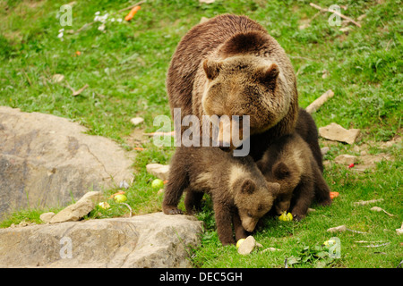 L'orso bruno (Ursus arctos) guardando i suoi due lupetti, 4 mesi, mentre si alimenta, Langenberg Zoo, Adliswil, del Cantone di Zurigo Foto Stock