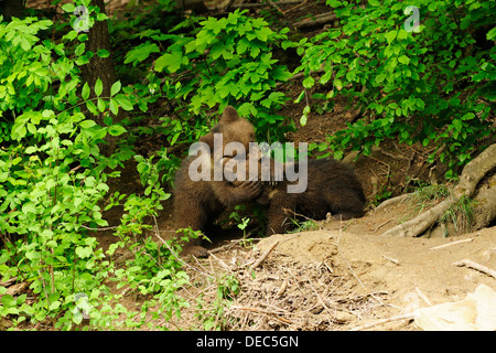 L'orso bruno (Ursus arctos), due lupetti, 4 mesi, giocare insieme, Langenberg Zoo, Adliswil, Cantone di Zurigo, Svizzera Foto Stock