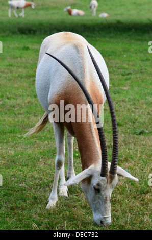 Scimitar oryx o scimitar-cornuto oryx (Oryx dammah), noto anche come il Sahara oryx (solo uso editoriale) Foto Stock