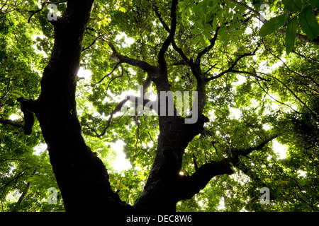 Espave Tree, Anacardium excelsum, all'alba nel 265 ettari foresta pluviale Metropolitan Park, Città di Panama, Repubblica di Panama. Foto Stock