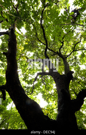 Espave Tree, Anacardium excelsum, all'alba nel 265 ettari foresta pluviale Metropolitan Park, Città di Panama, Repubblica di Panama. Foto Stock