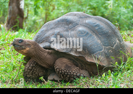 Unica gigantesca tartaruga delle Galapagos. Foto Stock