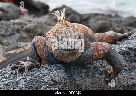 Coloratissimo maschio Iguana marina sulla roccia vulcanica. Foto Stock