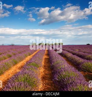 Campo di lavanda, Provenza Foto Stock