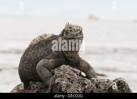 Coloratissimo maschio Iguana marina sulla roccia vulcanica. Foto Stock