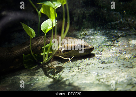 Anaconda verde, Eunectes murinus, in Bioparco, Roma, Italia, Europa Foto Stock