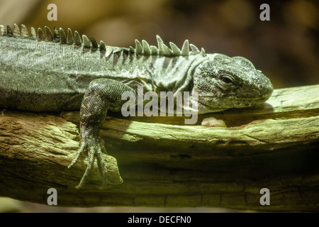 Utila, iguana Ctenosaura bakeri, sul ramo in Bioparco, Roma, Italia, Europa Foto Stock