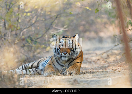 Tigre del Bengala in area Qualji nel bosco selvatico di Ranthambhore. ( Panthera Tigris ) Foto Stock