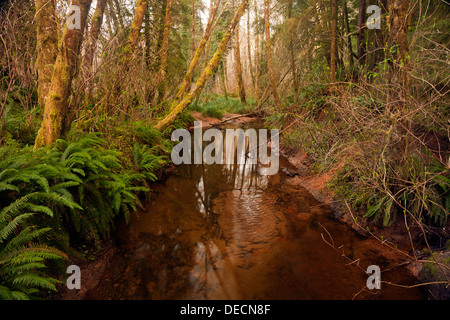 OREGON - Spencer Creek dal sentiero natura a Beverly Beach State Park vicino a Newport sulla costa dell'Oregon. Foto Stock