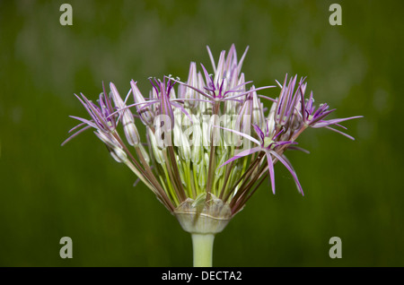 Fiori emergenti di Allium Christophii Foto Stock