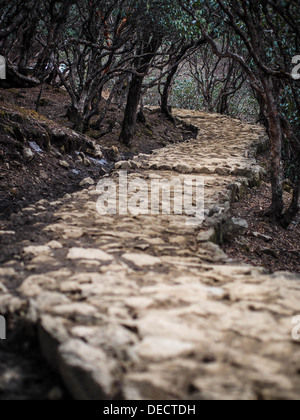 Un avvolgimento e fiabesco trail passa attraverso una lussureggiante foresta. Foto Stock