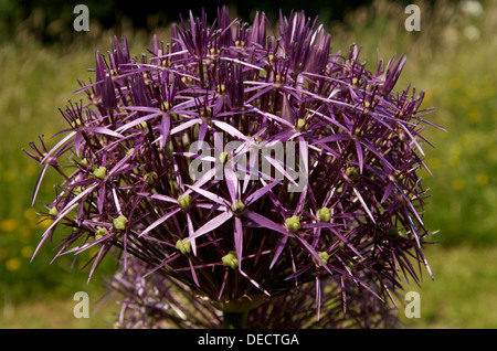 Allium Christophii in fiore Foto Stock