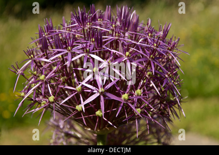 Viola Allium Christophii all'inizio fase di fioritura. Foto Stock