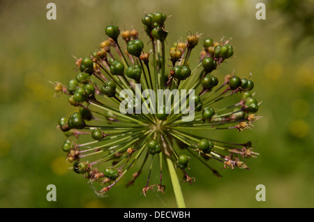 Allium Christophii seme head dopo la fioritura è finita e ricoperta in piccoli bulbilli. Foto Stock