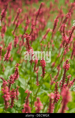 Persicaria amplexicaulis 'Firetail' noto anche come Polygonum amplexicaule "Fire Tail', Foto Stock