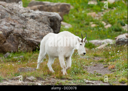 Fotografia di un adulto capre di montagna nella tundra alpina del Parco Nazionale di Glacier, Montana. Foto Stock