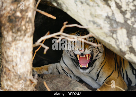 Una tigre del Bengala all'interno della grotta ringhiando alla foresta di Pench, Madhya Pradesh, India. ( Panthera Tigris ) Foto Stock
