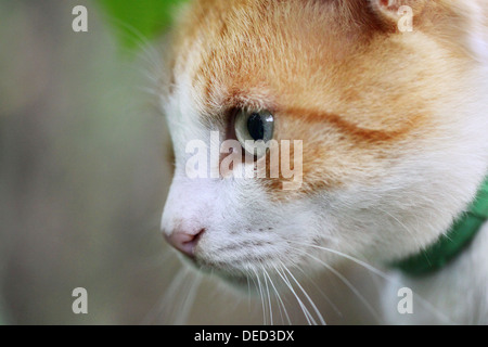 Ritratto di bella rossa a pelo di gatto bianco Foto Stock