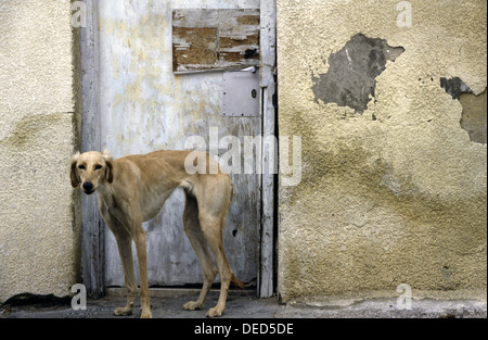 Descrizione UN cane di Sighthound chiamato anche Gazehound in piedi accanto a correre giù casa nel quartiere di neve Tzedek Tel Aviv Israele Foto Stock