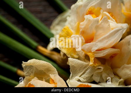 Fiori di fading ancora vita 1 Foto Stock