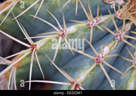 Close up di spine su cactus Foto Stock