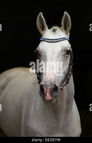 Pura spagnola cavalli stalloni andalusi (pre) bassa ritratto della chiave Foto Stock