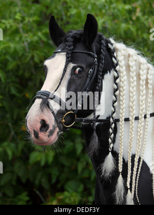 Tinker pony con un filo intrecciato mane in pig-tail. Gypsy vanner cavallo stallone Foto Stock