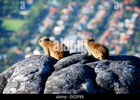 Rock Dassie - Hyrax sui massi in Sud Africa Foto Stock