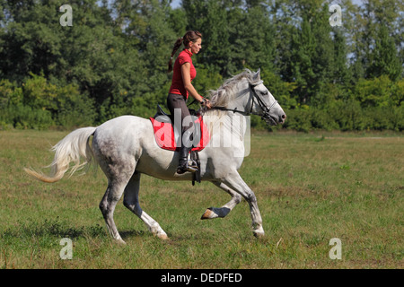 Bella giovane donna cavallo canter su un cavallo bianco Foto Stock