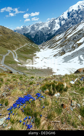 Fiori blu nella parte anteriore e in estate il Passo dello Stelvio con la neve sul versante della montagna e la strada a serpentina (Italia) Foto Stock