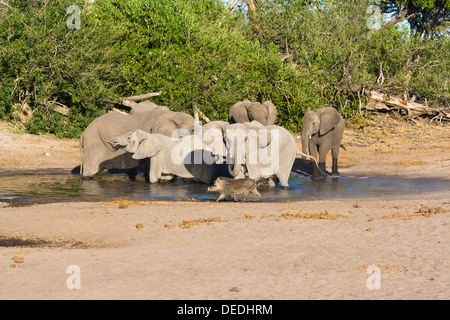 Elefante africano (Loxodonta africana) e warthog (Phacochoerus africanus) a waterhole, Botswana, Africa Foto Stock
