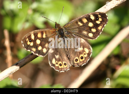 Europeo femminile screziato legno butterfly (Pararge aegeria) in posa su un ramoscello Foto Stock