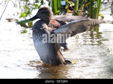 Dettagliato di close-up di un maschio di canapiglia (Anas strepera) apertura ed sbattere le sue ali Foto Stock