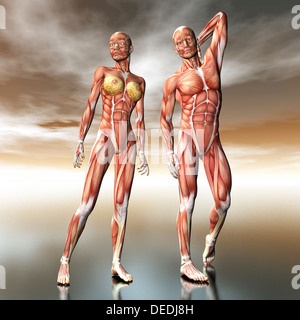 Visualizzazione digitale di anatomia umana Foto Stock