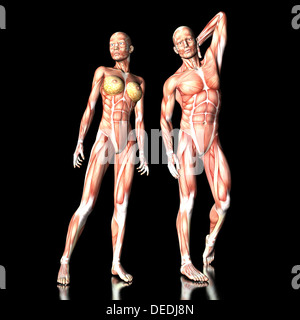 Visualizzazione digitale di anatomia umana Foto Stock