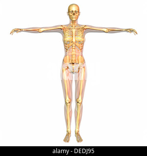 Visualizzazione digitale di anatomia umana Foto Stock