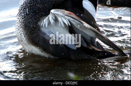 Chiudere dettagliata dell'ala di un maschio di canapiglia (Anas strepera) Foto Stock