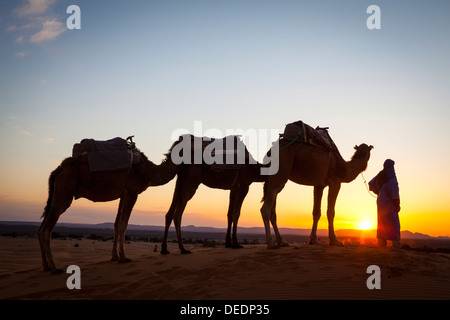 Driver di cammello, il Deserto del Sahara, Merzouga, Marocco, Africa Settentrionale, Africa Foto Stock